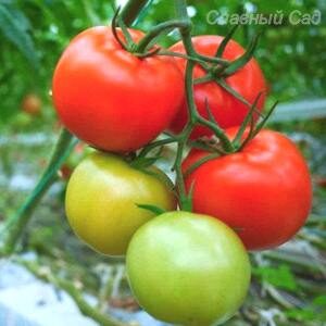 Томат Фортуна округлые красные помидоры