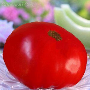 Томат Гигант Молдавии крупные помидоры,сочная мякоть