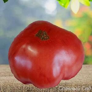 Томат Жар редкий сорт крупных томатов