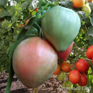 Томат Минусинский домашний крупные сердцевидные помидоры
