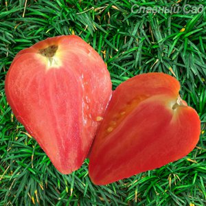 Томат Минусинский домашний розовые сердцевидные помидоры