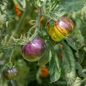 Томат Мутные воды фиолетовые помидоры биколор