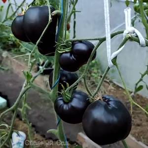 Томат Аметистовое сердце- фиолетовые помидоры в форме сердца. черного цвета