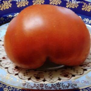 Томат Бычье Сердце Минусинское выставочное-крупные сладкие помидоры.