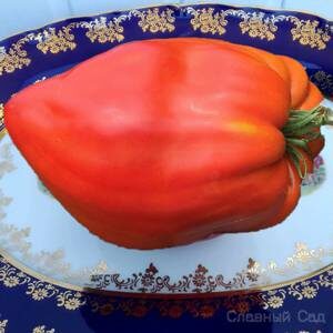 Томат Древнее сердце Акви Терме-редкий сорт помидор из Италии.