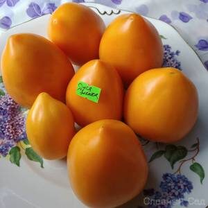 Томат Дуся желтая- помидоры сливовидной формы с носиком.