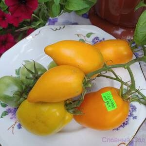 Томат Золотая ладья-помидоры желтого цвета весом до 250 грамм.