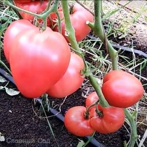 Томат Сердце Иванушки крупные розовые помидоры весом 400 грамм.
