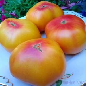 Томат Загадка природы- помидоры биколор желтого, розового цвета.
