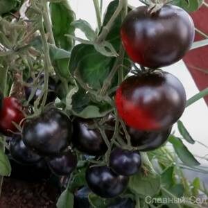 Томат Ночной Саранск редкий сорт помидор коричневого, фиолетового цвета.