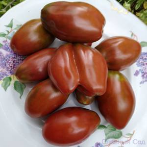 Томат Сникерс- сорт помидор с оригинальными перцевидными плодами