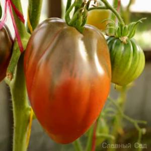 Томат Сникерс- помидоры коричневого цвета, перцевидной формы с ребрами.