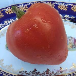Томат Винни пух-розовые помидоры сердцевидной формы.
