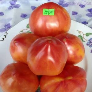 Томат Козула 156 крупные, желтые помидоры розовыми пятнами.