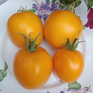 Томат Персик оранжевый. Желтые помидоры с бархатистой кожицей.