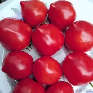 Томат Бабушкина Буденовка красные помидоры с носиком