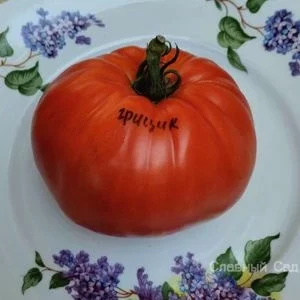 Томат Грицык крупный сердцевидный помидор.