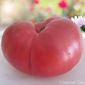 Томат Минусинские розовые, крупноплодные сибирские сорта помидор.
