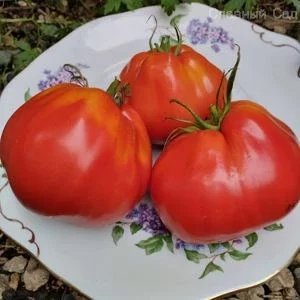 Томат Минусинский бочковой сибирский сорт помидор.