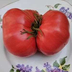Томат Минусинский от Сторожилов- крупные помидоры раннего срока созревания.
