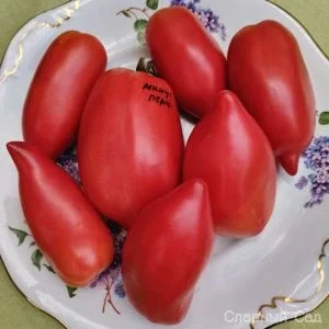 Томат минусинский перцевидный розовый. Сибирские томаты.