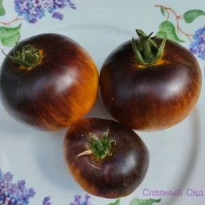 Томат Пурпура Риц. Сорт помидор с антоцианом.