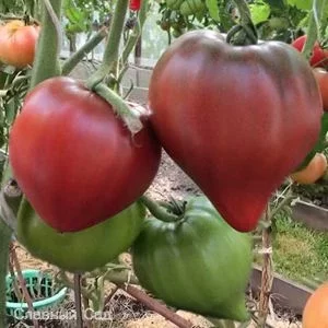 Томат Черное сердце с носиком от Борисовны.Сладкие крупные помидоры вишневого цвета.