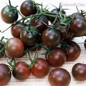 Томат Черри Грильяж. Сладкие помидоры черри шоколадного цвета.