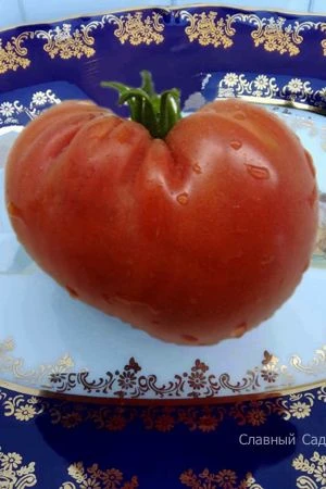 Томат Воловье Сердце Минусинское. Крупные розовые помидоры.