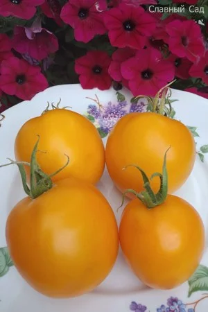 Томат Персик от Людмилы Кодзасовой. Желтые помидоры.