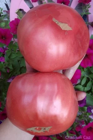 Томат Гордость Дачника. Крупные розовые помидоры.