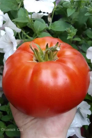 Томат Гигант Красный. Крупноплодный сорт помидор.