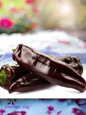 Перец сладкий Палермо шоколадный Сладкий перец шоколадного цвета.