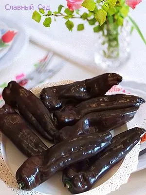 Перец сладкий Палермо шоколадный Коричневый по цвету перец с вытянутыми до 25 см, плодами.